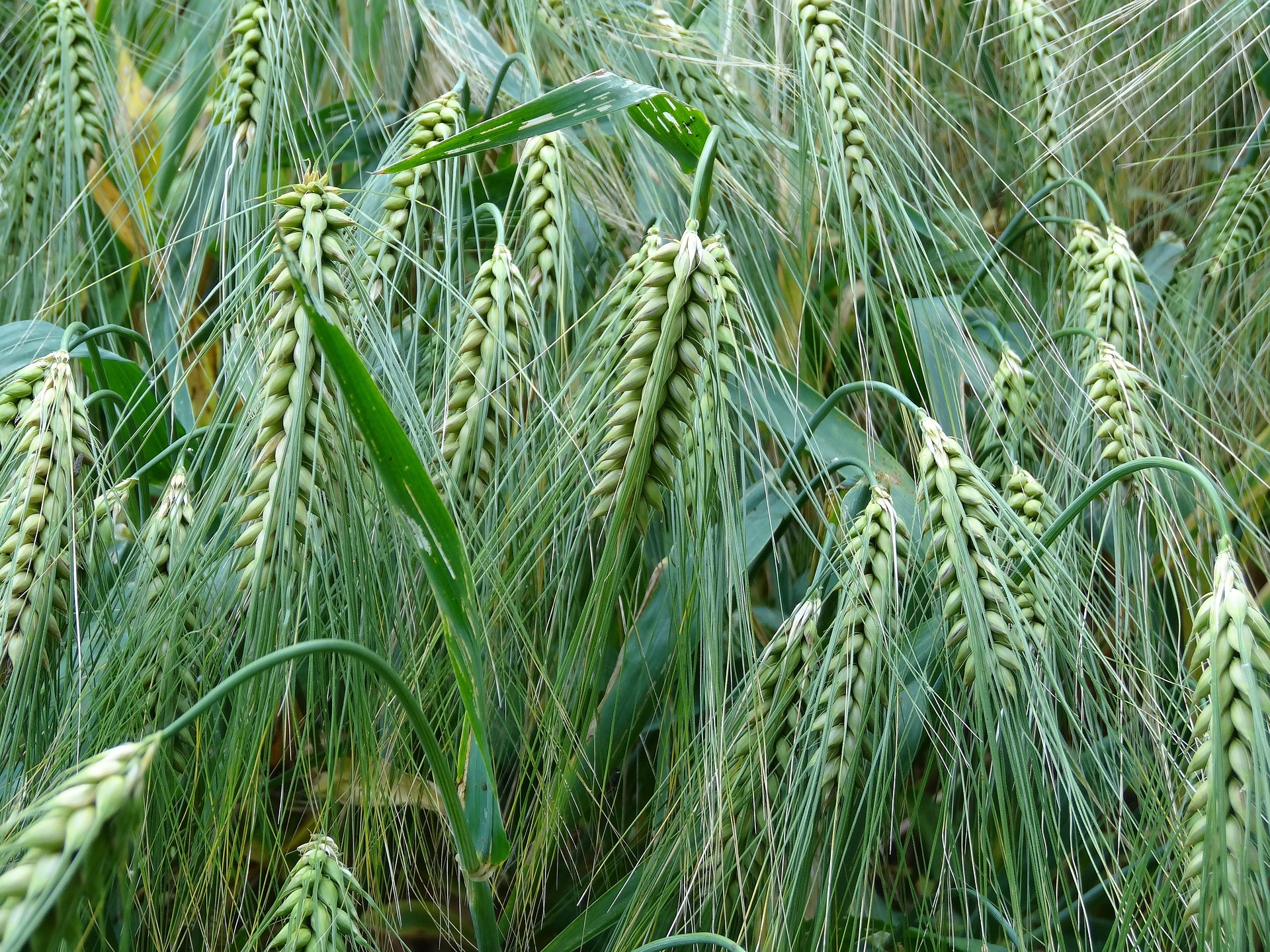ZEMGALE — Share Deal | 380 ha (LIZ) [RESERVED]